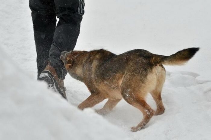 В Нижневартовске возбудили уголовное дело после нападения собак на мужчину