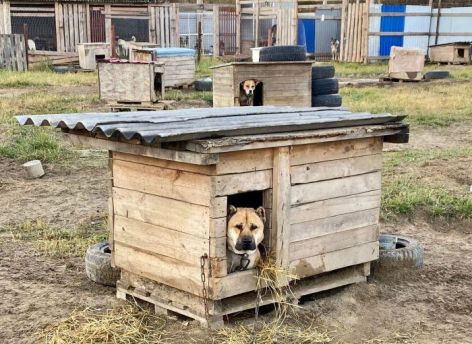 ​Правительство Югры профинансирует создание приютов для бродячих животных в муниципалитетах