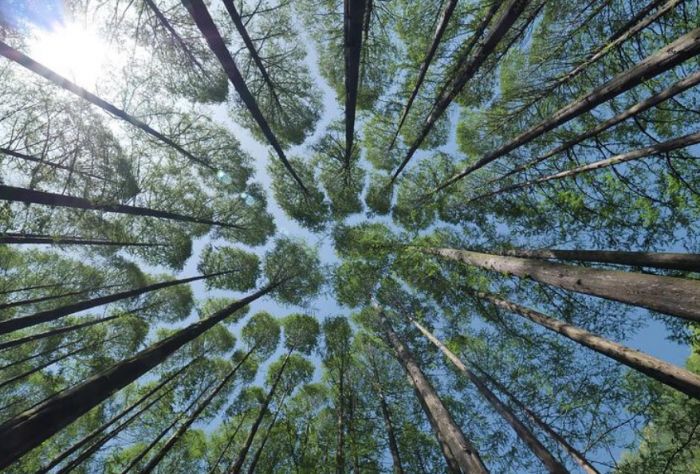 Двое сургутян заблудились в лесу – на помощь пришли спасатели