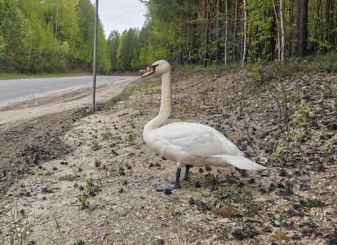 Хромого лебедя спасли на югорской дороге