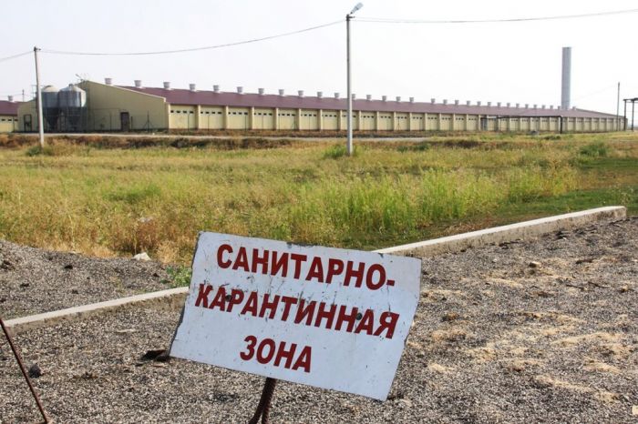 Участок в Ханты-Мансийском районе закрыли на карантин из-за бешенства