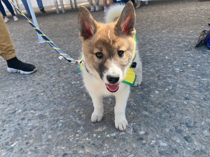 Общественники проводят акцию «Дай лапу» в Нижневартовске