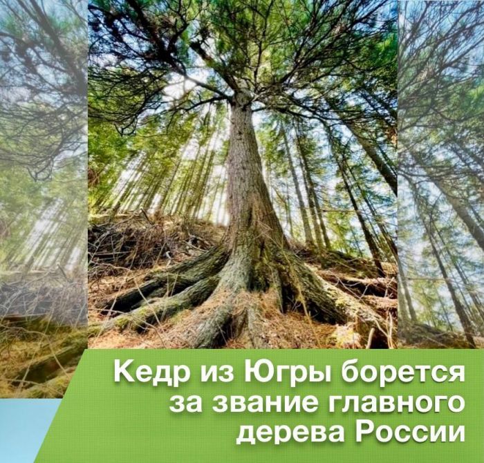 ​Югорский кедр вошел в десятку лидеров на всероссийском конкурсе «Дерево года»