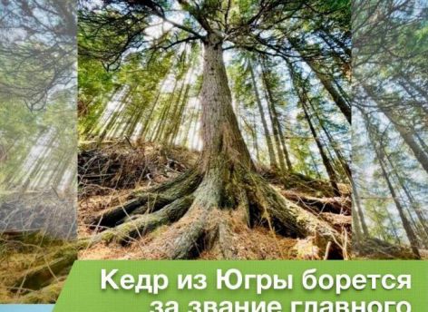 Югорский кедр вошел в десятку лидеров на всероссийском конкурсе «Дерево года»