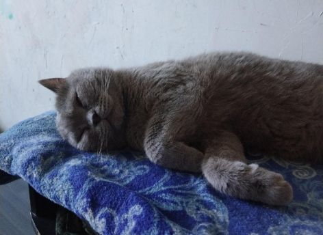 ​Югорчане показали своих котиков в честь Всемирного дня кошек
