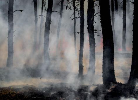 Угроза лесных пожаров в Сургуте сохраняется