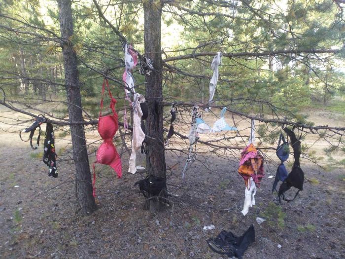 В Югре грибник обнаружил в лесу дерево с лифчиками