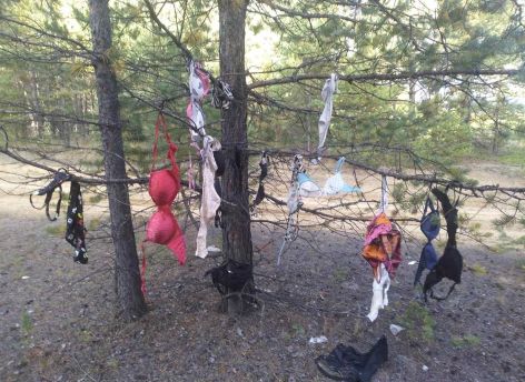 В Югре грибник обнаружил в лесу дерево с лифчиками