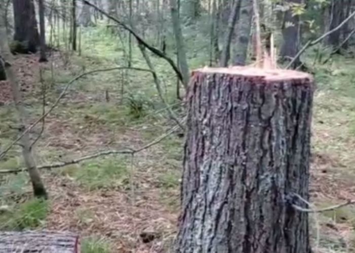 В Югре рубят кедры ради сбора шишек