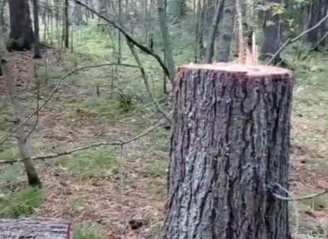В Югре рубят кедры ради сбора шишек
