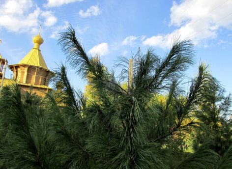 В Сургуте вандал поломал верхушки у молодых кедров