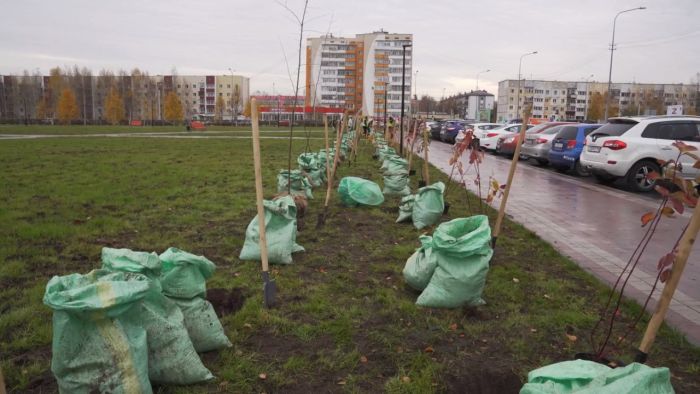 В Сургуте прошел Единый день посадки деревьев