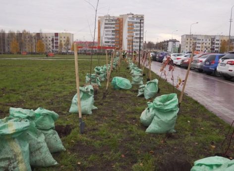 В Сургуте прошел Единый день посадки деревьев