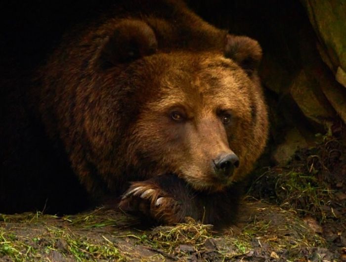 ​Югорчанам рассказали, как избежать встречи с медведем в зимнем лесу
