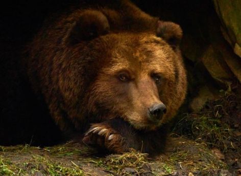 ​Югорчанам рассказали, как избежать встречи с медведем в зимнем лесу
