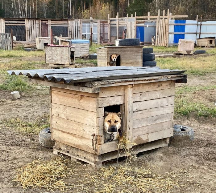 ​В Югре запрещен самовыгул домашних животных и определен порядок передачи их в муниципальную собственность