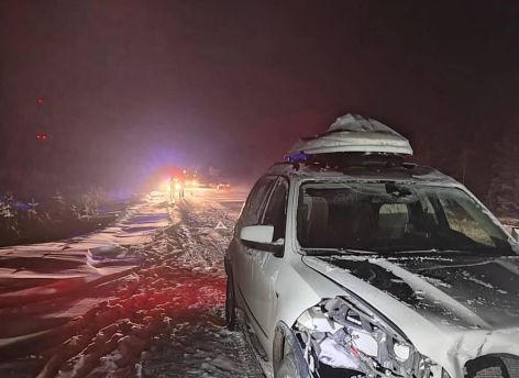Водитель «BMW» насмерть сбил оленя на автодороге «Сургут-Когалым»