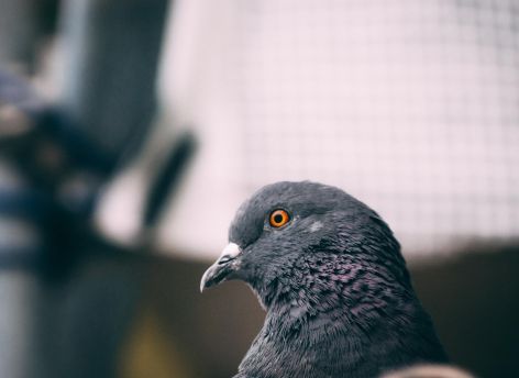 Пожилая жительница Урая кормила голубей, пока у нее из квартиры похищали ноутбук