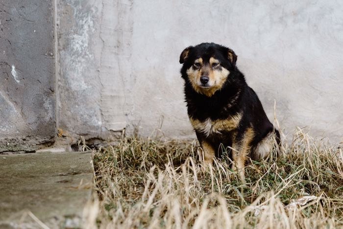 В Нягани открыли новый приют для животных