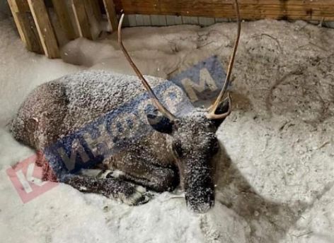 Сургутяне пожаловались на издевательство над олененком в сауне