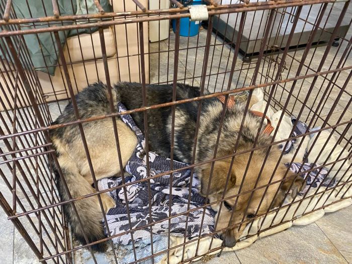 В Сургуте привлекли квадрокоптер к поимке собаки с проволокой на теле