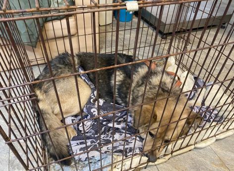 В Сургуте привлекли квадрокоптер к поимке собаки с проволокой на теле