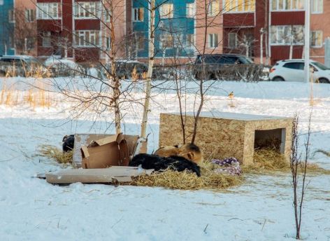 В Сургуте за прошлый год отловили более 600 бездомных собак