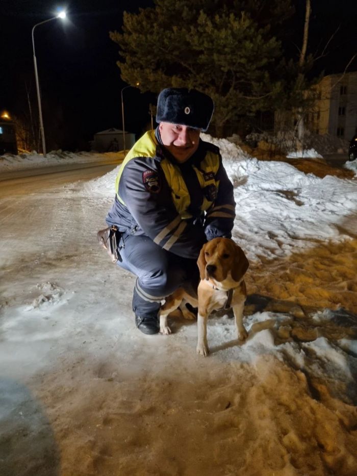 Полицейские Югры помогли потерявшемуся псу вернуться к хозяину