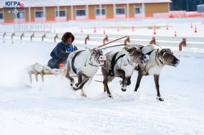 Югорчане стали победителями международного чемпионата по традиционному оленеводству