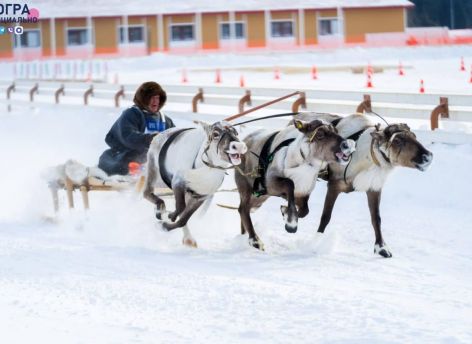 Югорчане стали победителями международного чемпионата по традиционному оленеводству