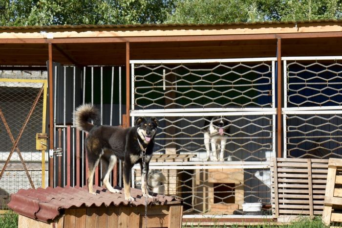 Администрация Сургута рассказала о плюсах строительства муниципального приюта 