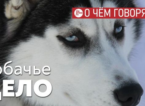 ​Нагрузка и ответственность за домашних животных должна лежать на их владельцах