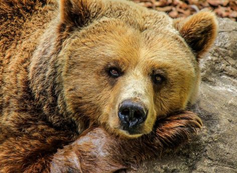 ​В Югре медведи начали выходить из зимней спячки