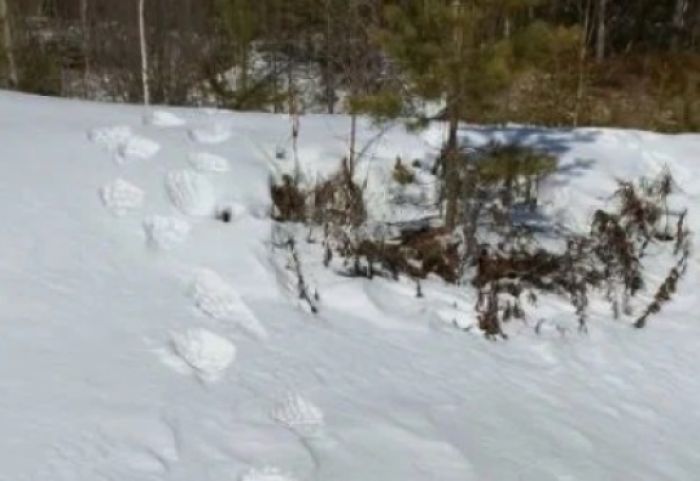 Жители Сургутского района наткнулись на следы медведя в лесу
