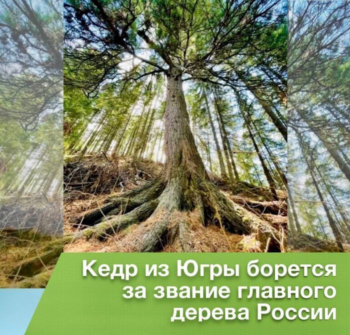 ​Югорский кедр вновь поборется за звание главного дерева России