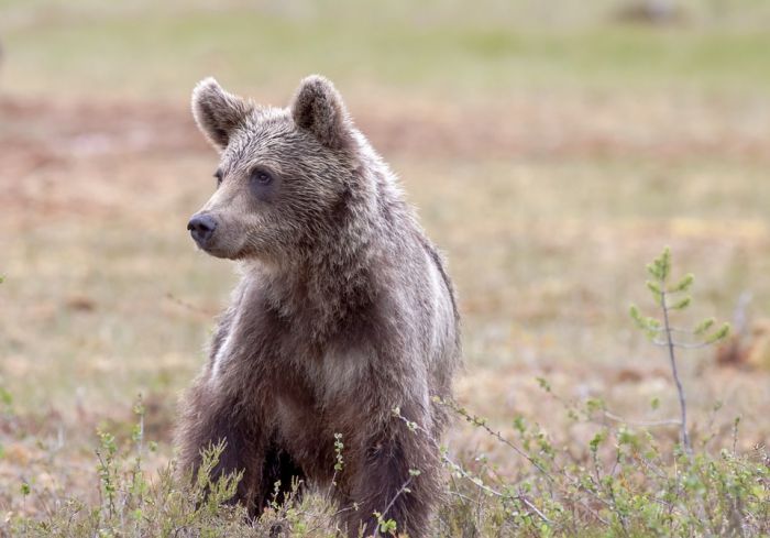В Югре рядом с поселком заметили медведей с медвежатами