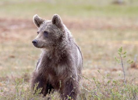 В Югре рядом с поселком заметили медведей с медвежатами