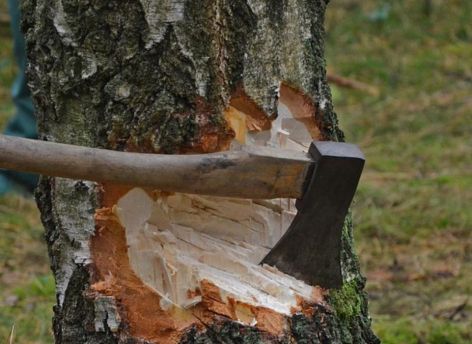 В ХМАО рыбаку грозит реальный срок за незаконную рубку деревьев