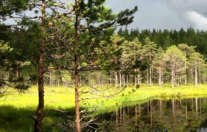 Югорчанам запретили отдыхать, охотиться и рыбачить в лесах