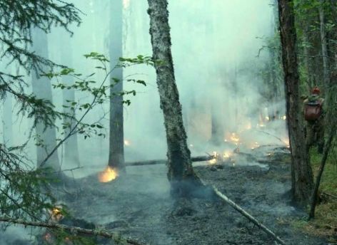 ​В Югре растет площадь лесных пожаров