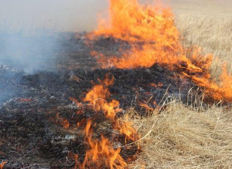 ​В городских лесах Сургута ввели повышенный класс пожарной опасности