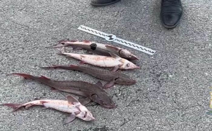 Во внедорожнике югорского пенсионера обнаружили краснокнижных осетров
