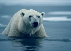На Ямале мужчина сразился с белым медведем, чтобы защитить супругу и внучку
