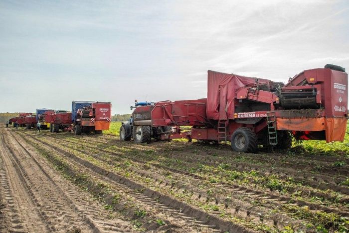 ​На прилавки тюменских магазинов скоро поступят местные овощи нового урожая