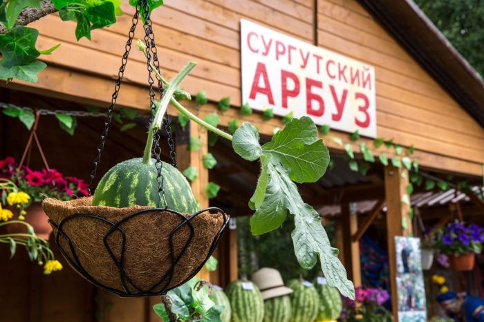 Около 100 сургутян приняли участие в выставке «Дары Севера»