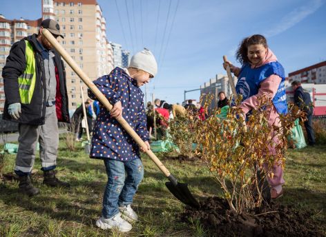 На улицах Сургута за три дня стало на 300 деревьев больше