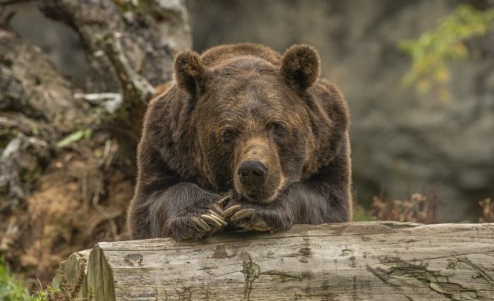 Медведь напал на югорчанина в лесу