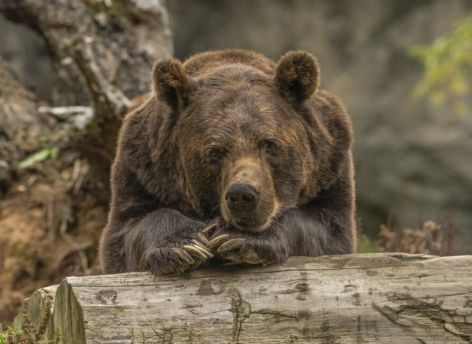 Медведь напал на югорчанина в лесу