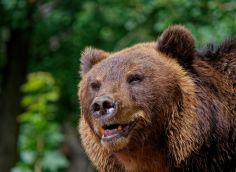 У вартовчанина изъяли живых медведей за ненадлежащий уход