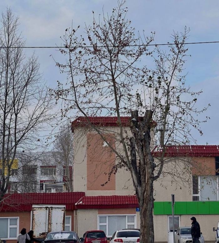 В Сургуте обрезали тополя 